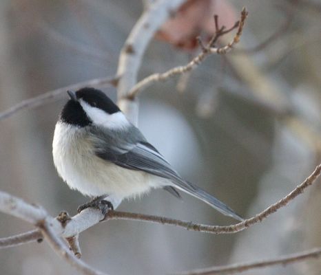 Chickadee
Poecile atricapillus seen in Littleton
Keywords: Chickadee Littleton bird