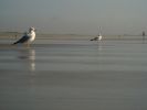 Filename=gulls_ogunquit.jpg
Filesize=30KiB
Dimensions=701x526
Date added=Dec 26, 2003 gulls_ogunquit.jpg